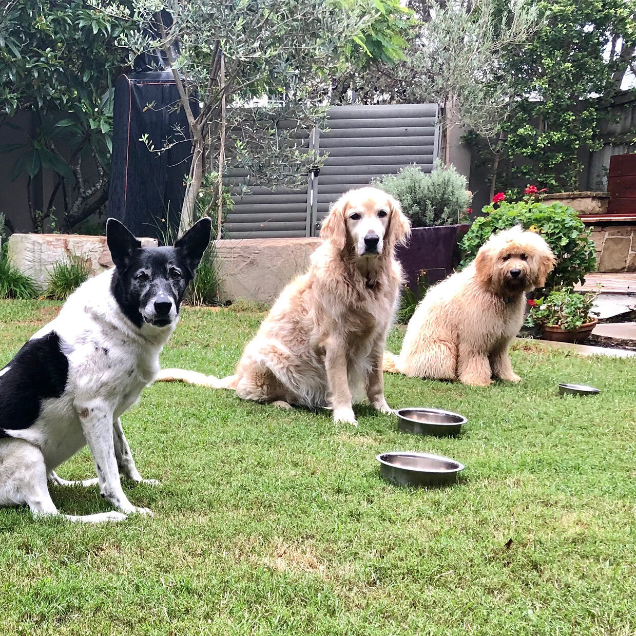 STAY-PLAY-TRAIN 2 copy dog minding dog training group dog training puppy preschool dog obedience training