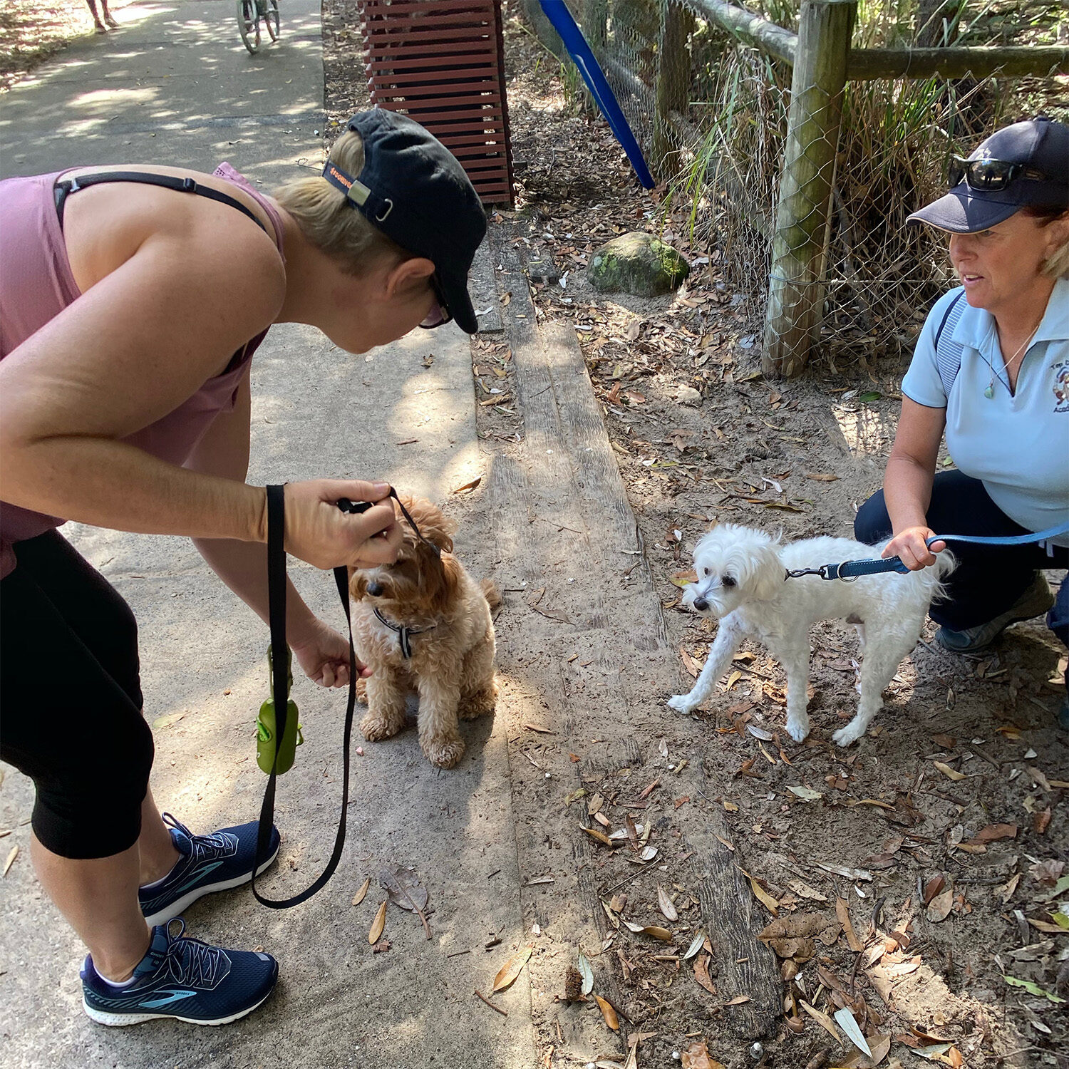 Training trips dog training group obedience dog training puppy obedience puppy preschool dog trainer