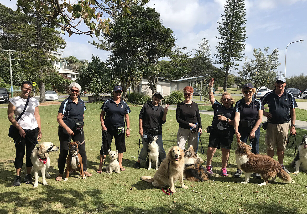 Dog obedience Dog obedience training socialising walking puppy training
